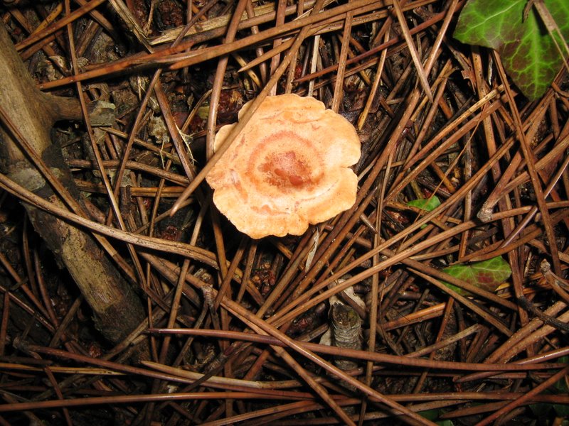 Funghi dalla Castellina